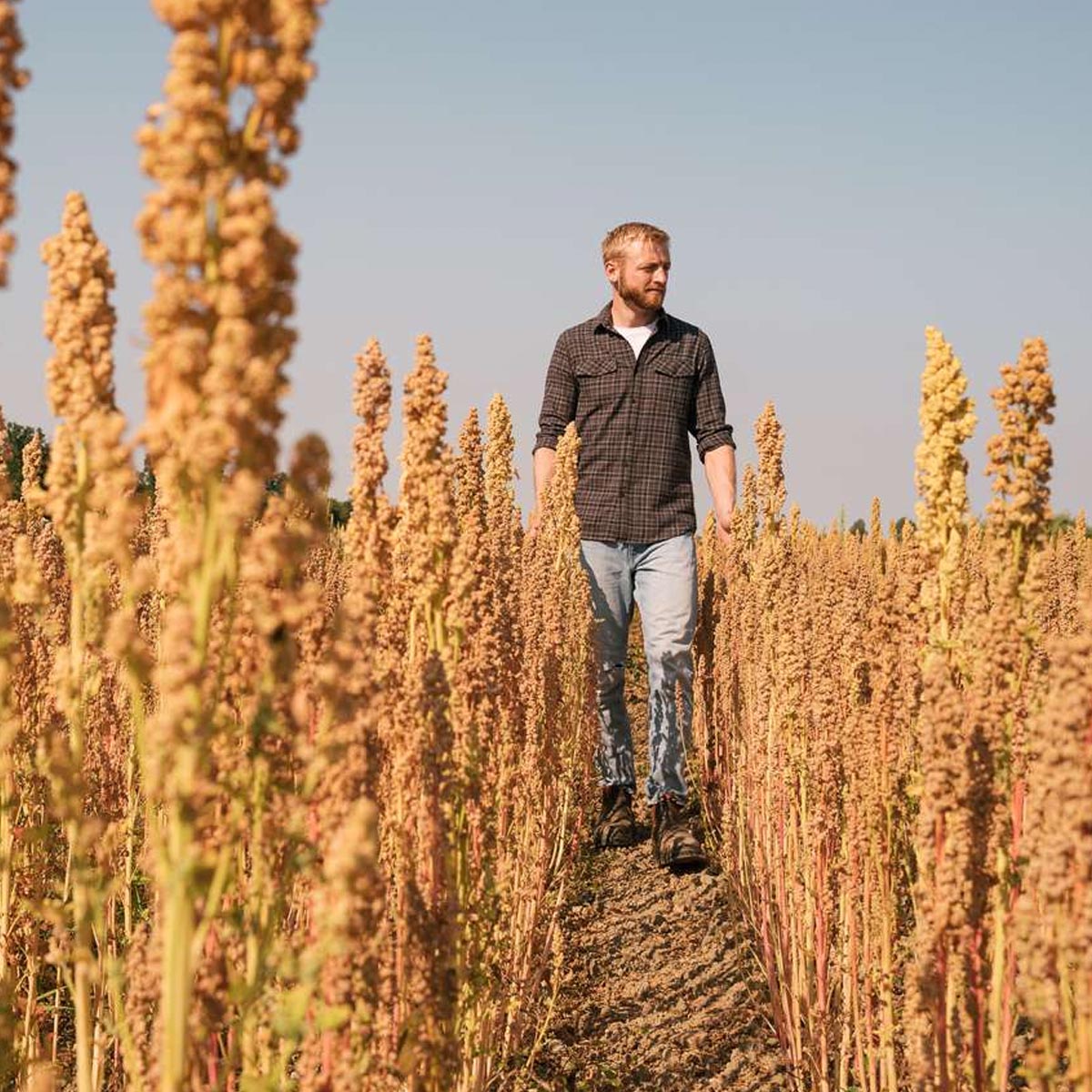 Landmand går i quinoa-mark