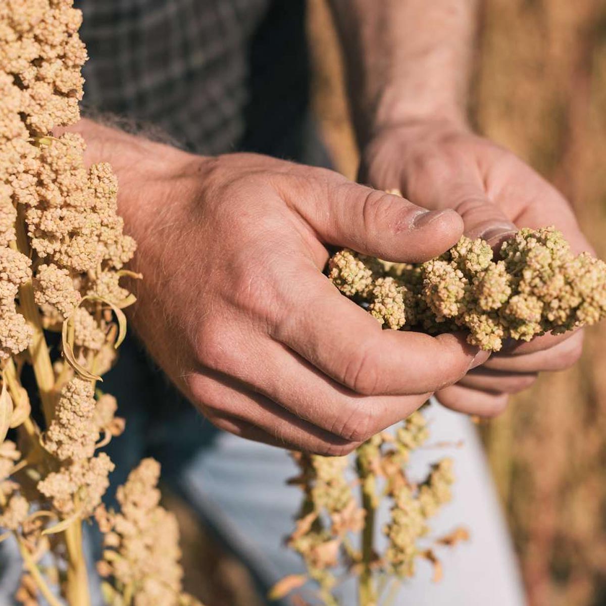 Landmand med quinoa i hænderne