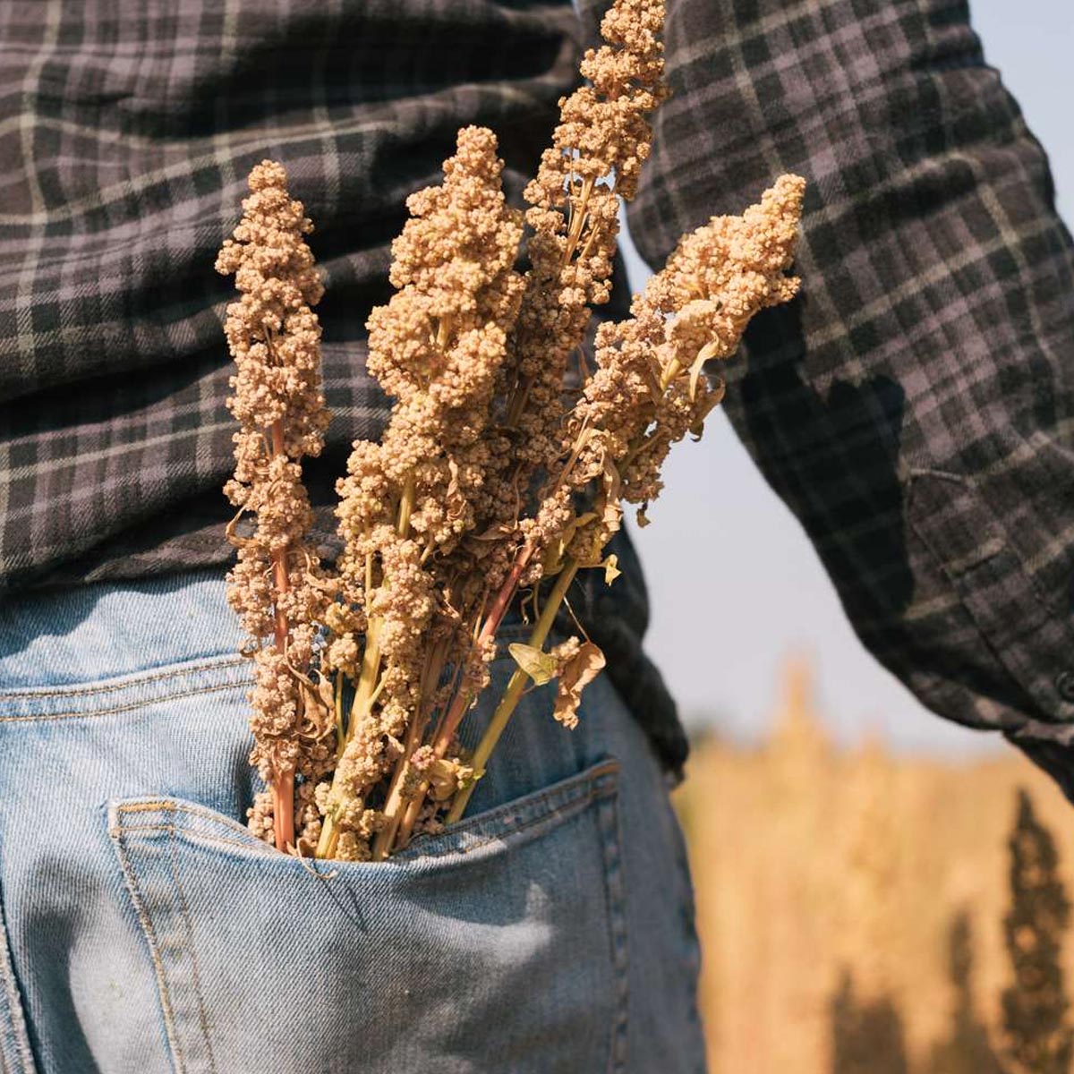 Landmand med quinoa i baglommen