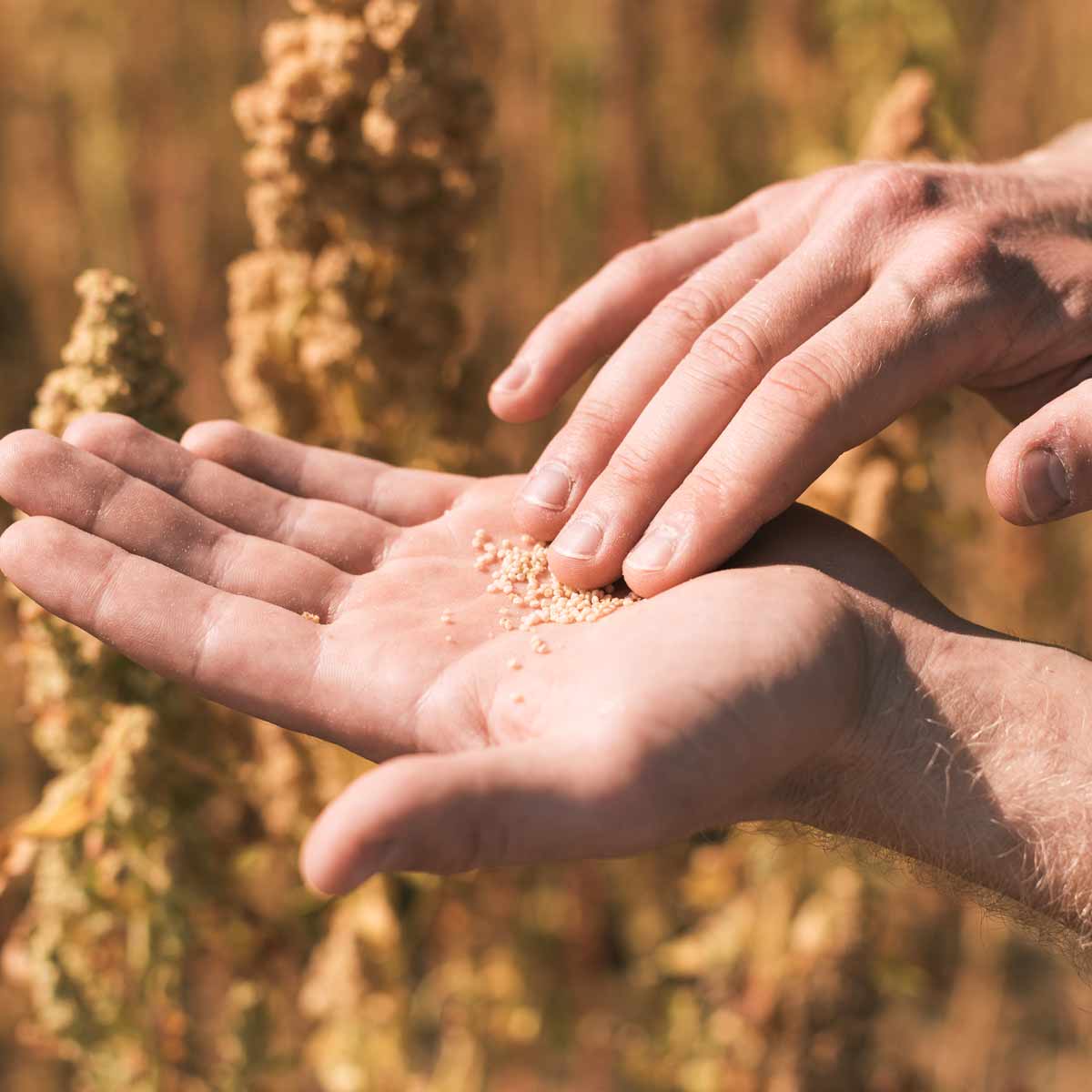 Landmand med quinoa i hænderne