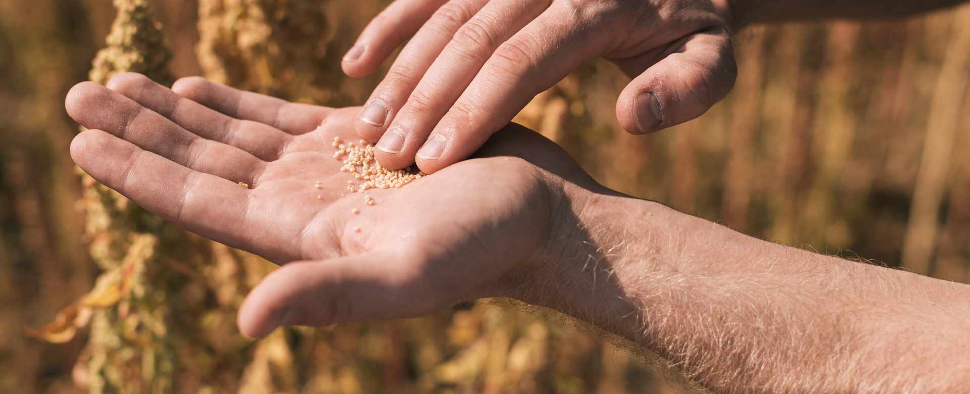 DANISH QUINOA GROUP - hænder med quinoafrø