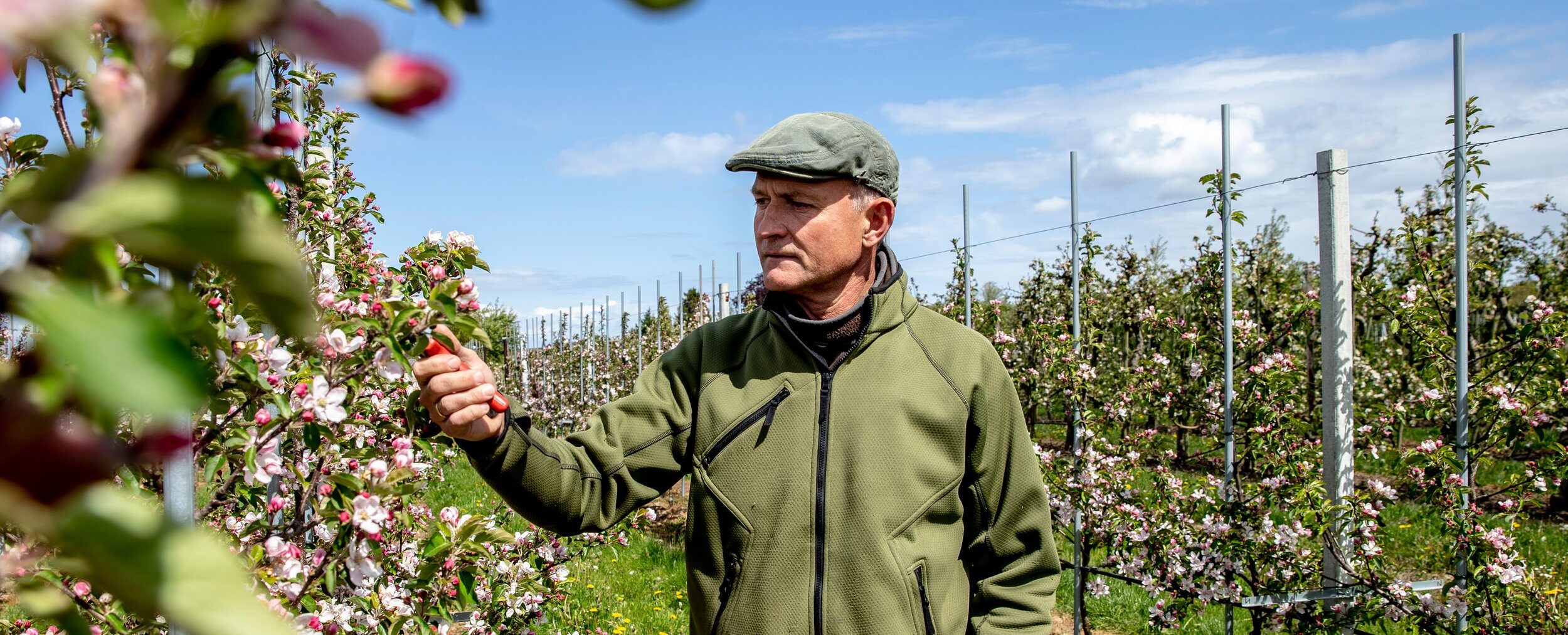 Lolle Frugt - Erik Lolle kigger på sine blomstrende æbletræer