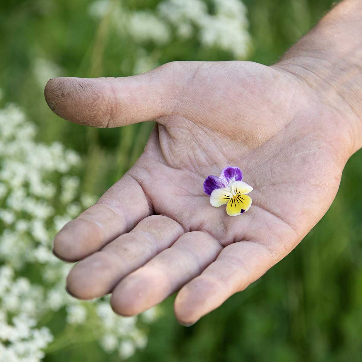 hånd med lille blomst