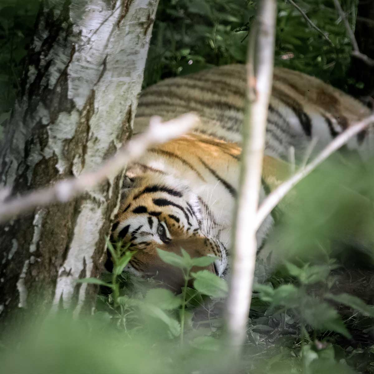 knuthenborg safaripark tiger mellem træer