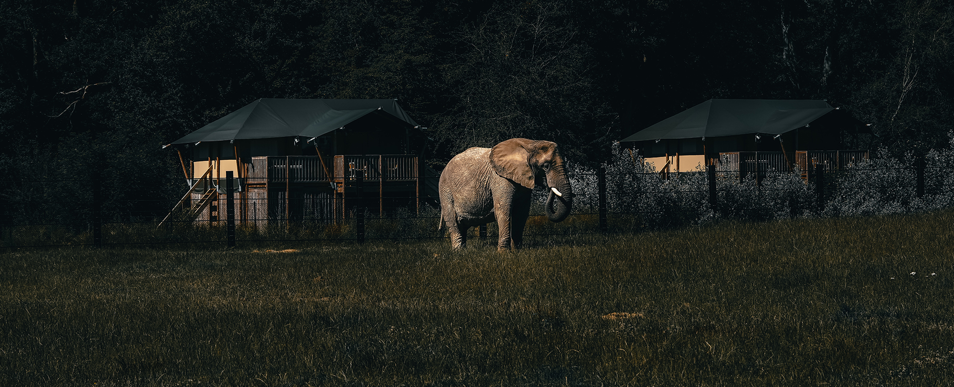 Elefant i Knuthenborg Safaripark om natten